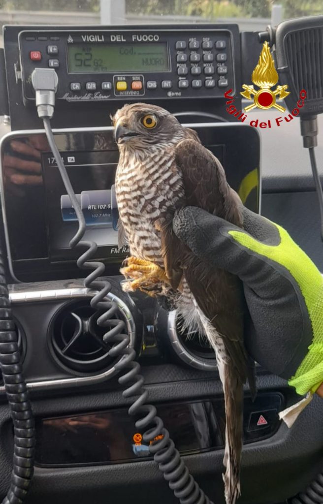 rapace astore tortolì