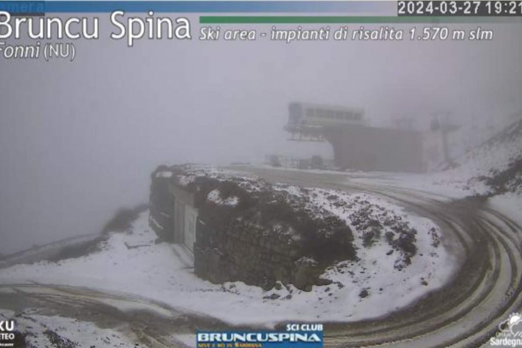 Bruncu spina neve