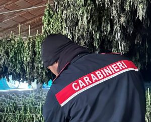 Maxi sequestro di marijuana a Bortigali, arrestati 2 giovani