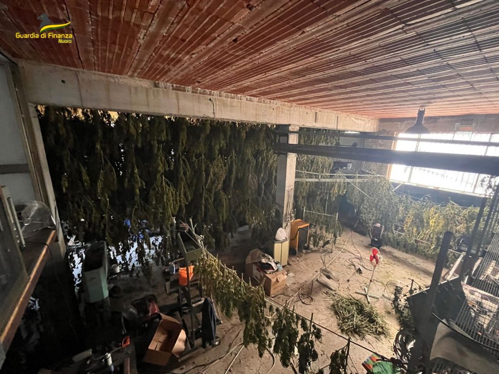 Maxi sequestro di marijuana in un capannone di Lodine