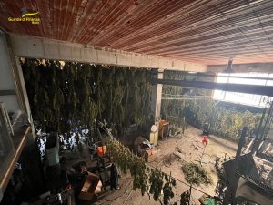 Maxi sequestro di marijuana in un capannone di Lodine