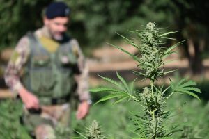 Piantagione di marijuana in Ogliastra